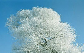 短信连环呼叫软件